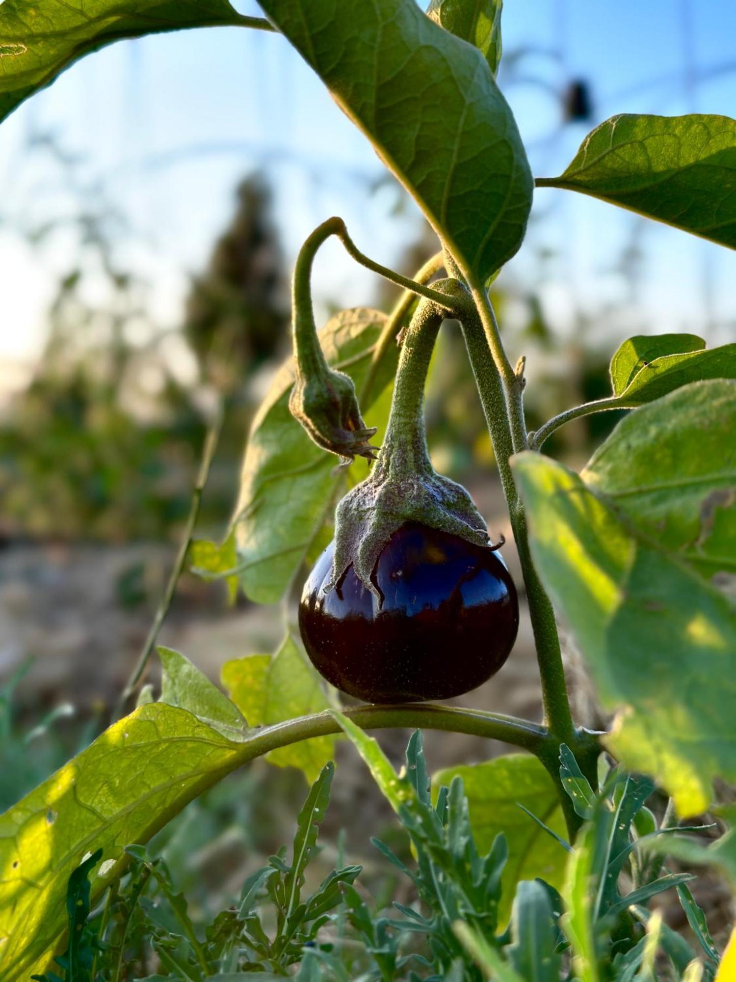 Tenuta Di Paternostro Верталла Екстер'єр фото